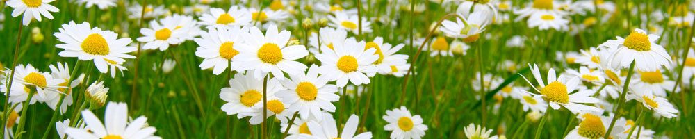 A field of camomile