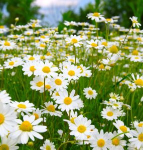 A field of camomile