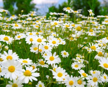 A field of camomile