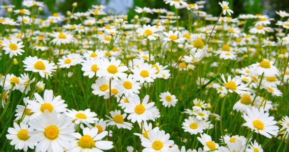 A field of camomile