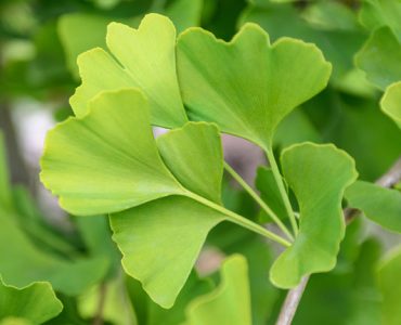 gingko plant