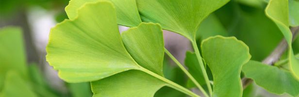 gingko plant