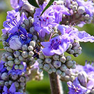 Agnus castus