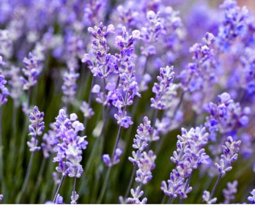 Close up of lavender flowers