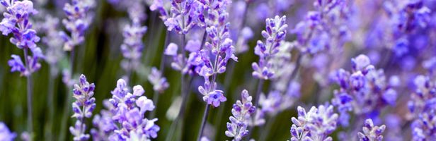 Close up of lavender flowers