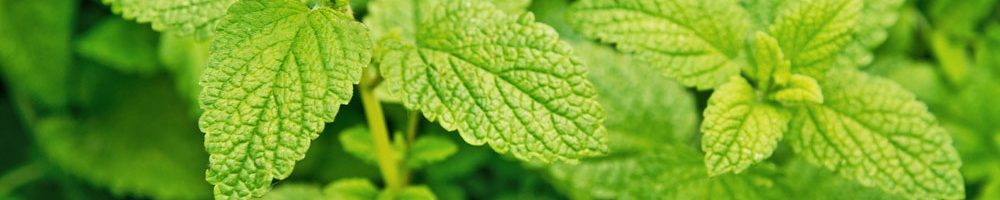 A close-up of lemon balm