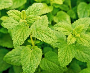 A close-up of lemon balm