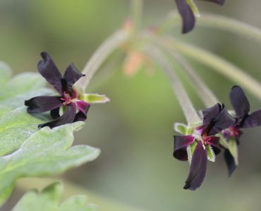 Close up of pelargonium flowers