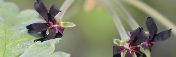 Close up of pelargonium flowers