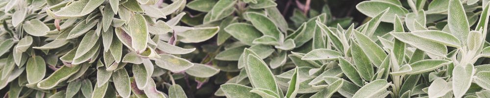 Close up of a sage plant