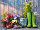 An image of wellington boots, flowers and pots to represent gardening
