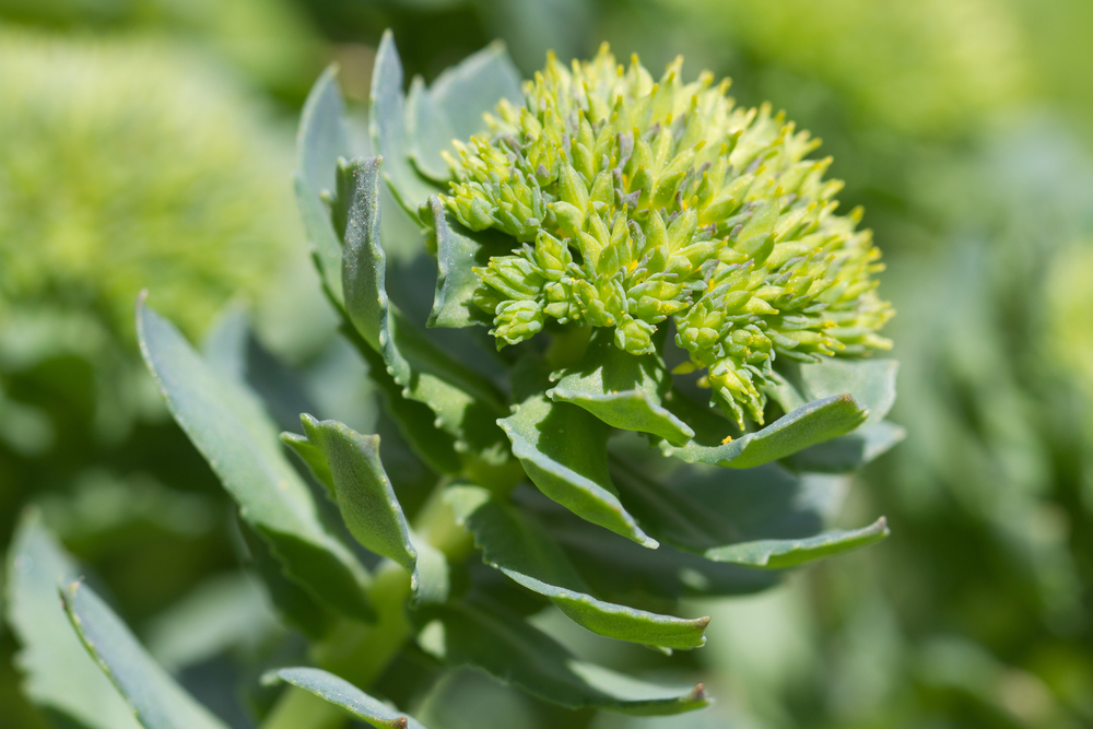 Best Herbs for Anxiety and Stress Relief