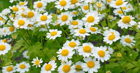 Feverfew flowers