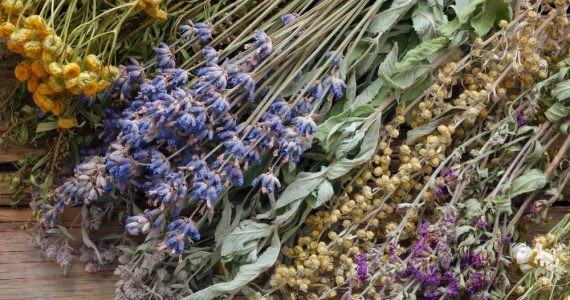 A range of dried flowers and herbs