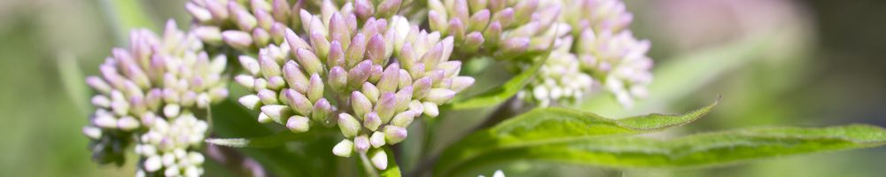 The valerian flower