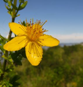 ST John's Wort flower with bright blue sky background