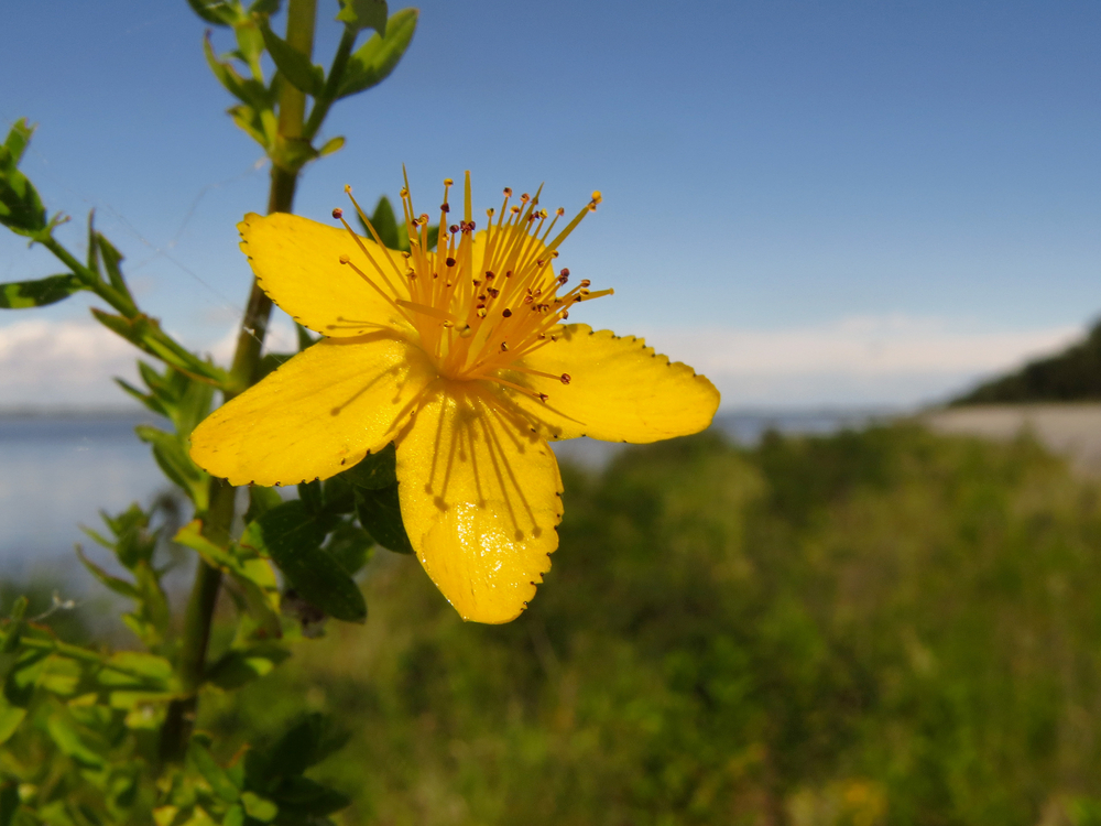 ST John's Wort flower with bright blue sky background