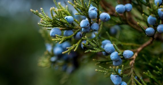 A picture of juniper berries