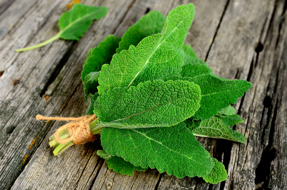 A bunch of sage leaves