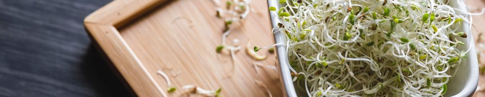 Alfalfa sprouts in a white bowl on a wooden board background