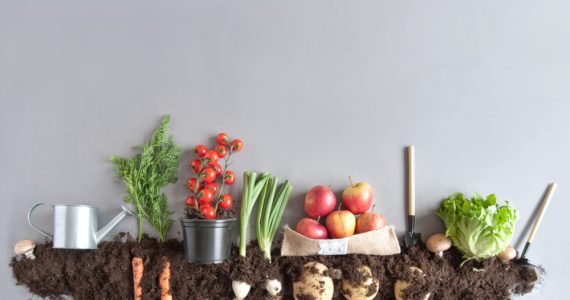 A range of fruits and vegetables on soil to represent organic food