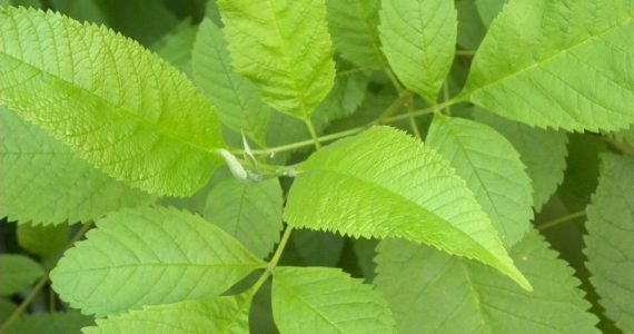 Close up of the bright green leaves of the Slippery Elm tree