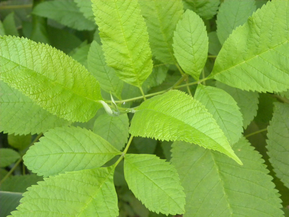 Close up of the bright green leaves of the Slippery Elm tree