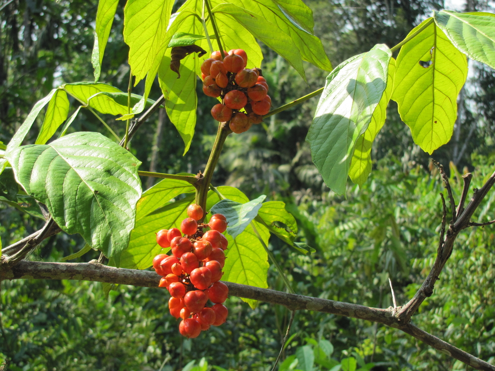 Guarana fruit and tree