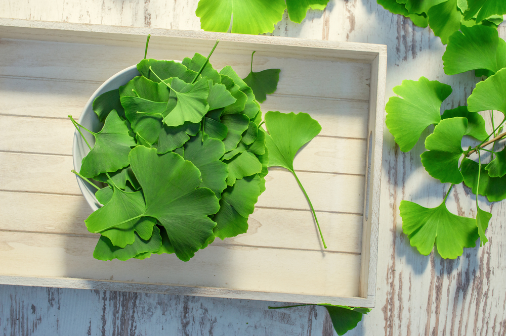 Ginkgo Biloba plant leaves