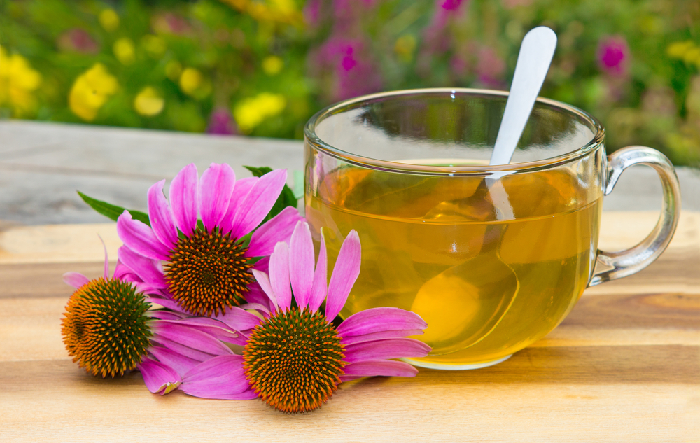 A cup of echinacea tea with the echinacea flower next to it
