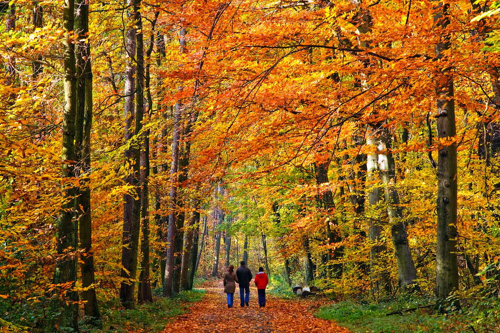 People taknig an autumn walk through a colourful woodland