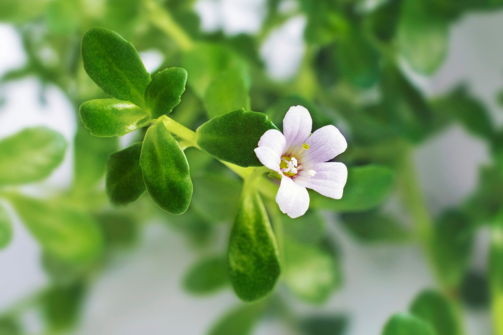 Close up of bacopa plant and flower