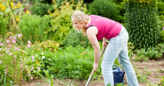 Woman digging garden plot with spade