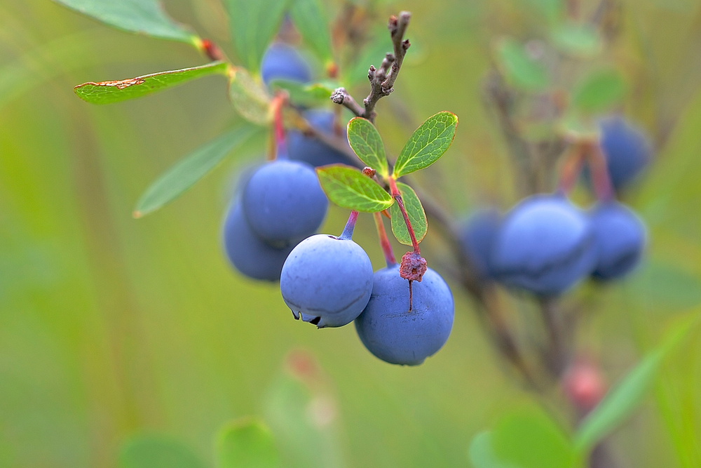 Bilberry fruit