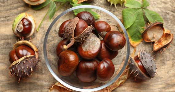 A bowl of horse chestnuts