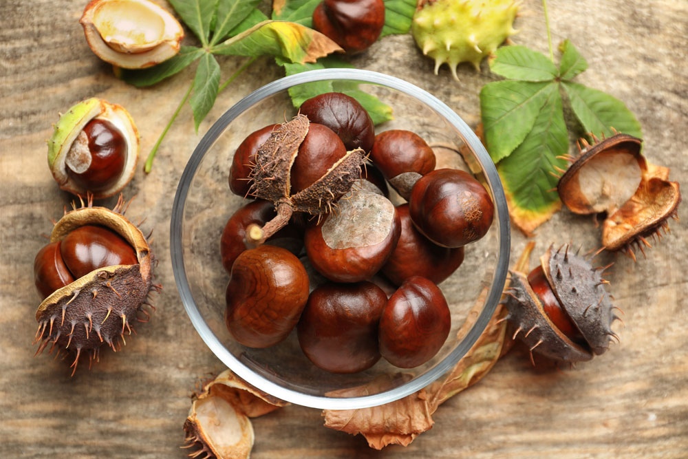 Horse Chestnut - Vitamin Expert