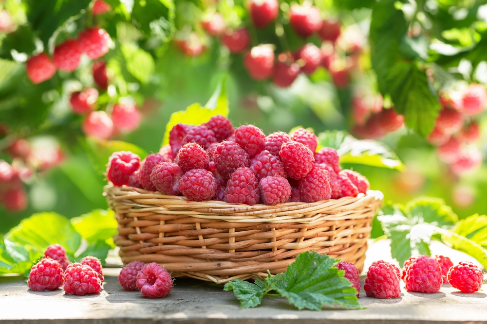 A basket of raspberries