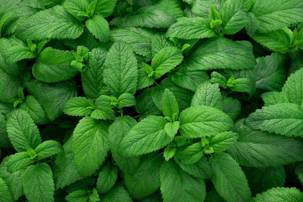 CLose up of a peppermint plant