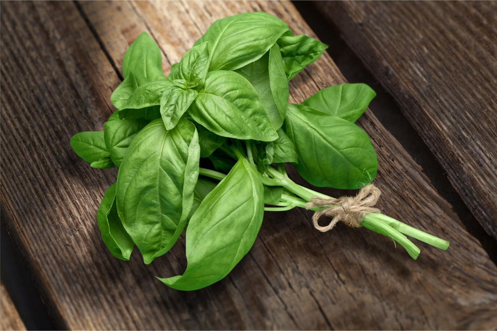 A bunch of basil
