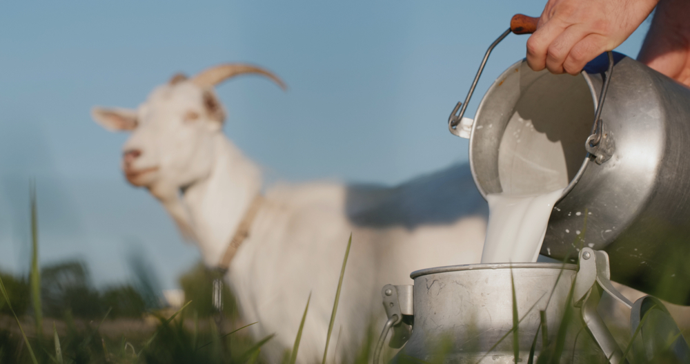 Fresh goats milk being poured into a bucket with a goat in the background